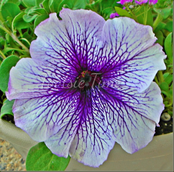 BeFunky_024.jpg BeFunky_024.jpg