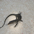 Small lizard