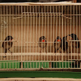 Shanghai - Pets market - rang d'oiseaux colorés