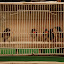 Shanghai - Pets market - rang d'oiseaux colorés