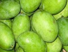[green-mangoes%255B3%255D.jpg]
