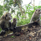 Monkeys (North Bali)
