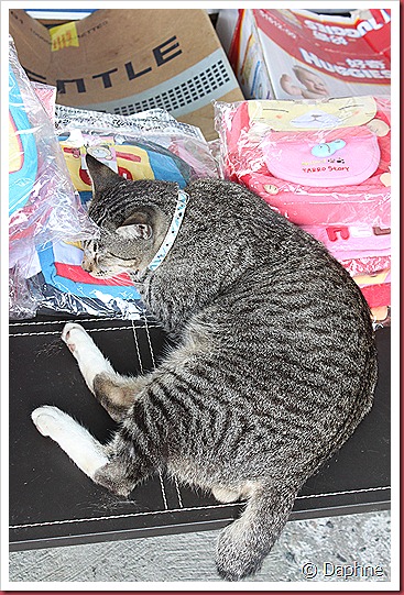 IMG_6184 IMG_6184