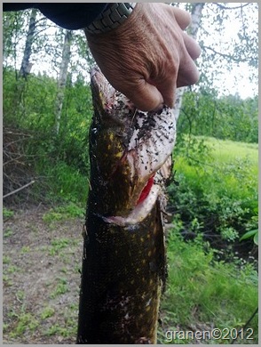 "Gammelgäddan" 25062012142