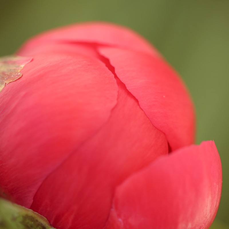 IMG_5531 IMG_5531