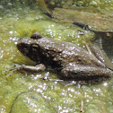 Northern Cricket Frog