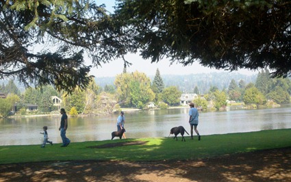 Dogs enjoying a swim in Drake Park dog friendly park