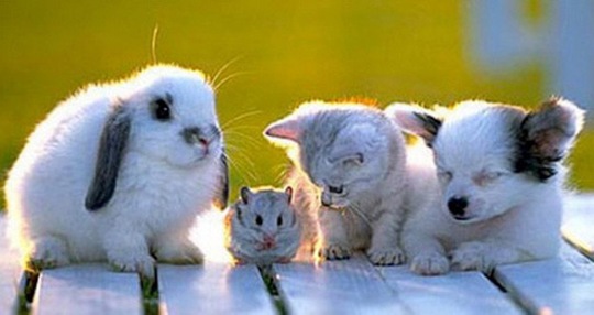 [animals-worried-face-28%255B2%255D.jpg]