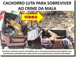 CACHORRO LUTA PARA SOBREVIVER AO CRIME DA MALA_thumb[1]