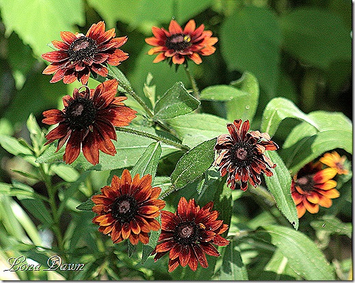 Rudbeckia_July7