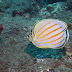 P4213129