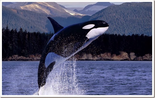 Orca-Killer-Whale-Jumping-Out-Of-Water-HD-Wallpaper