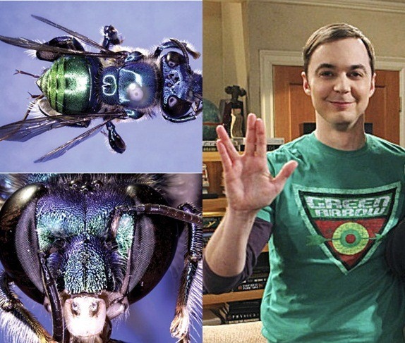 bazinga bazinga