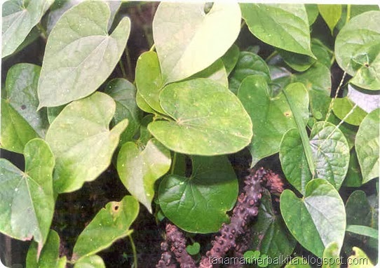 daun brotowali.jpg daun brotowali.jpg