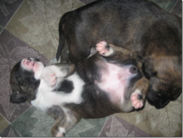fotos de perritos imagenesifotos.blogspot (11)