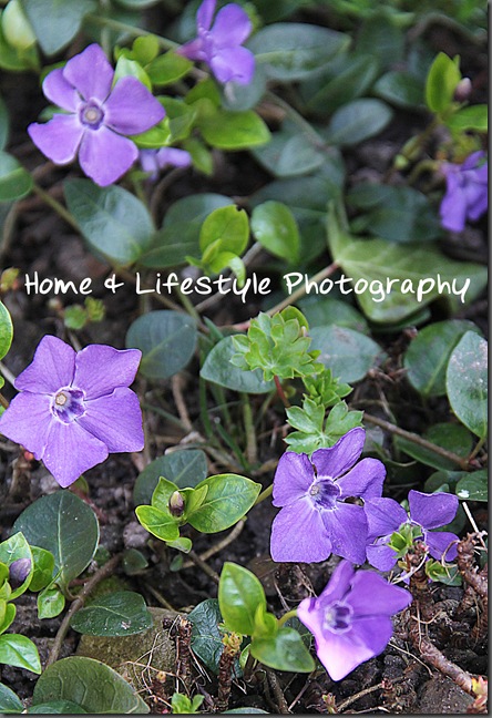 Home & Lifestyle Home & Lifestyle
