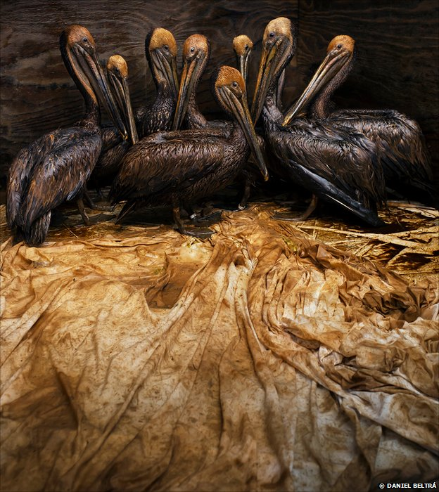 Still Life in Oil. This image of brown pelicans smothered in oil from the Deepwater Horizon spill has earned Daniel Beltra the title of Veolia Environnement Wildlife Photographer of the Year (WPY) 2011. Daniel Beltr&aacute;
