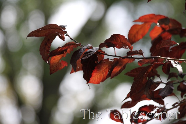 [Fall%2520Leaves%2520018%255B3%255D.jpg]
