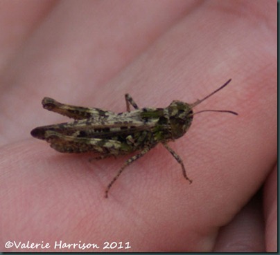30-mottled-grasshopper