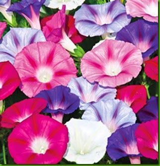 Ipomoea Lazy Luxe Ipomoea Lazy Luxe
