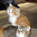 Cats