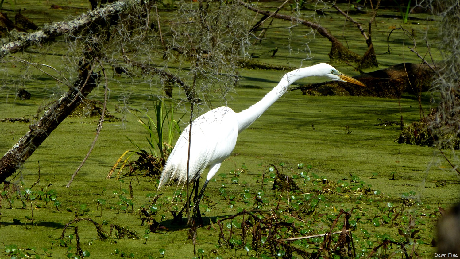 [Magnolia-Plantation_3202.jpg]