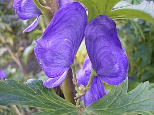 aconitum-carmichaelii-arendsii-omagul-de-gradina-18146-2[1]