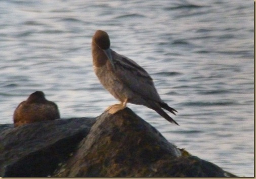 Brown Booby_006