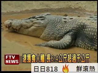 千公斤食人鱷