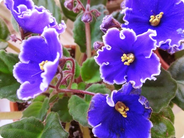 violets 002