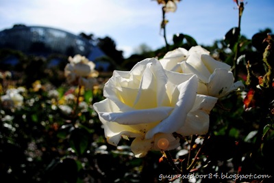 [DSC_0202%255B10%255D.jpg]