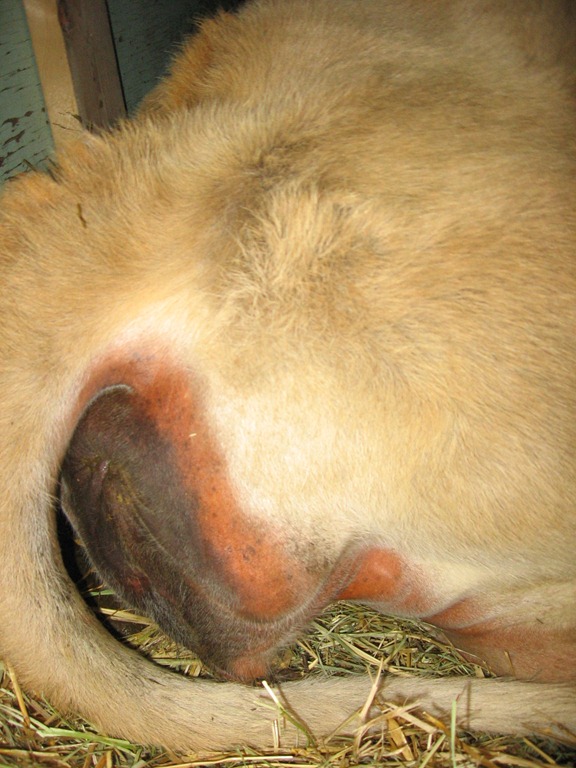 [cow%2520progress%2520032%255B4%255D.jpg]
