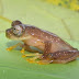 Nymphargus rosada - Photo (c) 118045436407732272621, all rights reserved