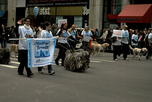 Lets hope that next year we, Frenchies, will be able to march in this parade.