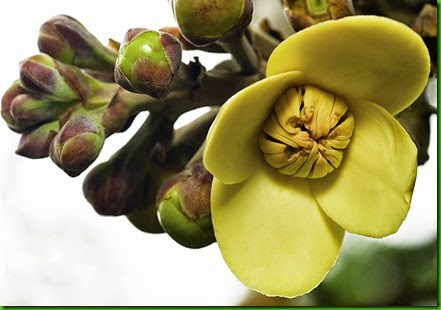 Couroupita ? flower Couroupita ? flower