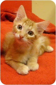 Pine
Hallandale, Fla.
Playful Pine here is neutered, box trained and had his shots. He'd love to be your little pumpkin!
See link to his info. at bottom of post. Pine
Hallandale, Fla.
Playful Pine here is neutered, box trained and had his shots. He'd love to be your little pumpkin!
See link to his info. at bottom of post.