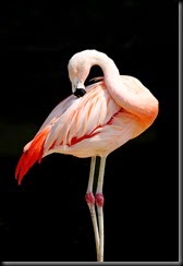 Chilean_Flamingo_2128 Chilean_Flamingo_2128