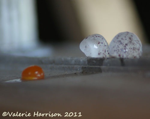 [24%2520broken-swallows-egg%255B2%255D.jpg]