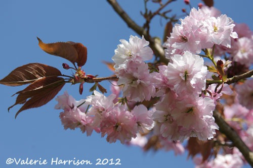[cherry-blossom-2%255B2%255D.jpg]