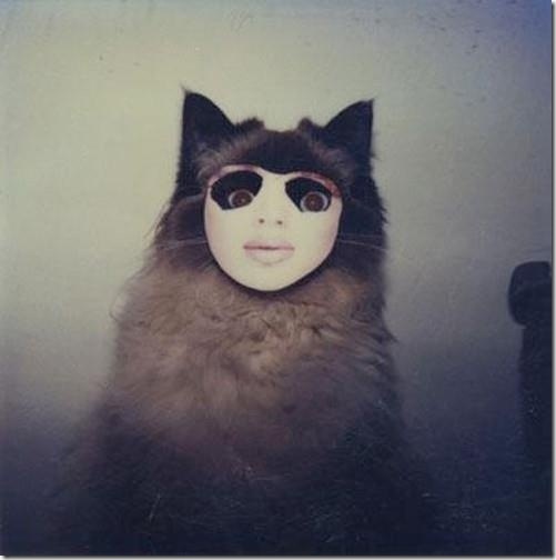 strange-cats-expain-that-enhanced-buzz-5029-1334169426-33