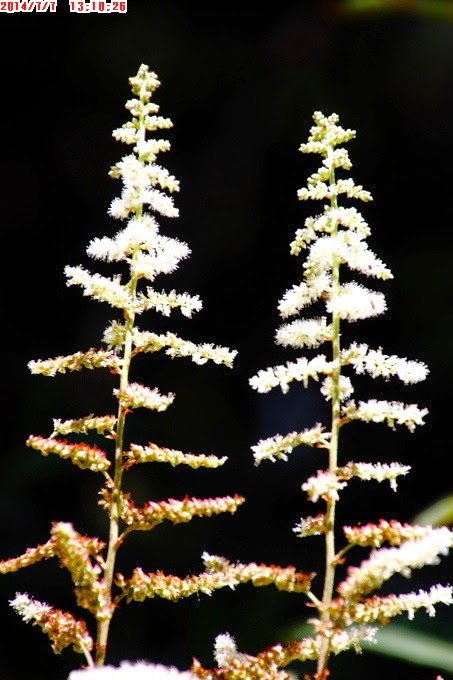 2014_0707_131026 2014_0707_131026