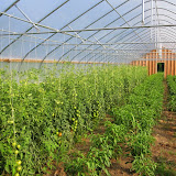 Inside my brother John's greenhouse