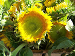100_5278.JPG