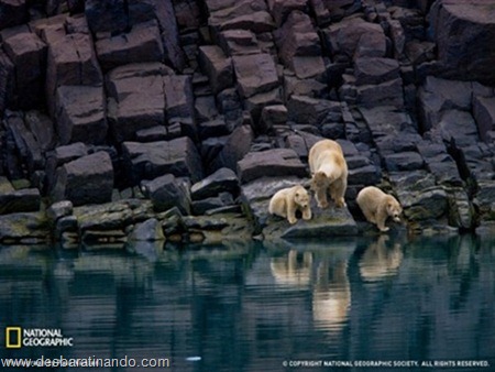 animais national geographic desbaratinando  (36)