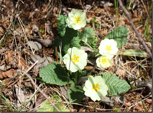 Vårblomster -12 012