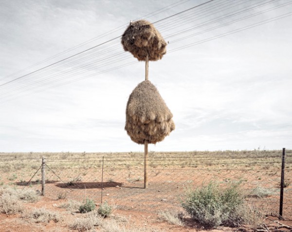 Удивительные гнезда (10 фото) | Картинка №3