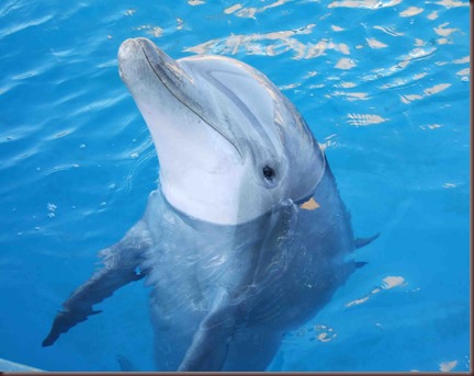 Amazing Animals Pictures Dolphin (4)