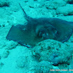 Southern Stingray.JPG