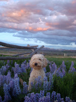 GorgeousDoodles in Colorado