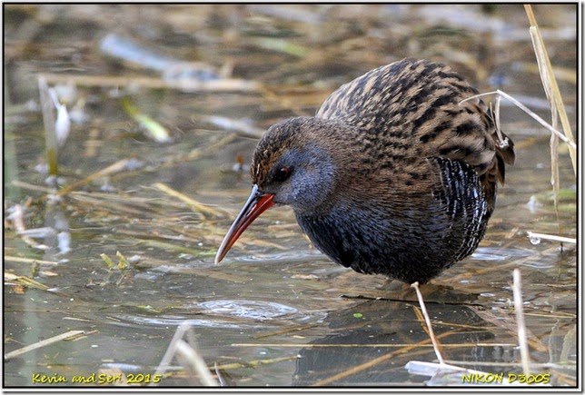 Slimbridge WWT - february